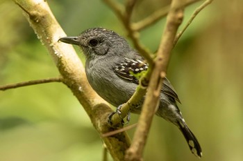 Black-crowned Antshrike Pipeline Road(Gamboa) Thu, 1/3/2019