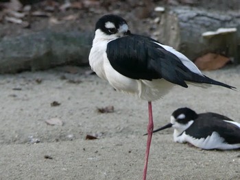 Black-necked Stilt