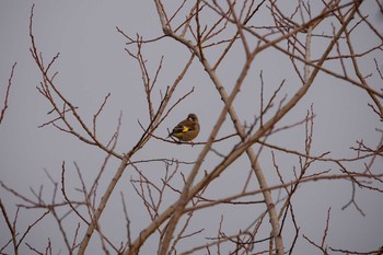 Grey-capped Greenfinch Koyaike Park Wed, 1/23/2019