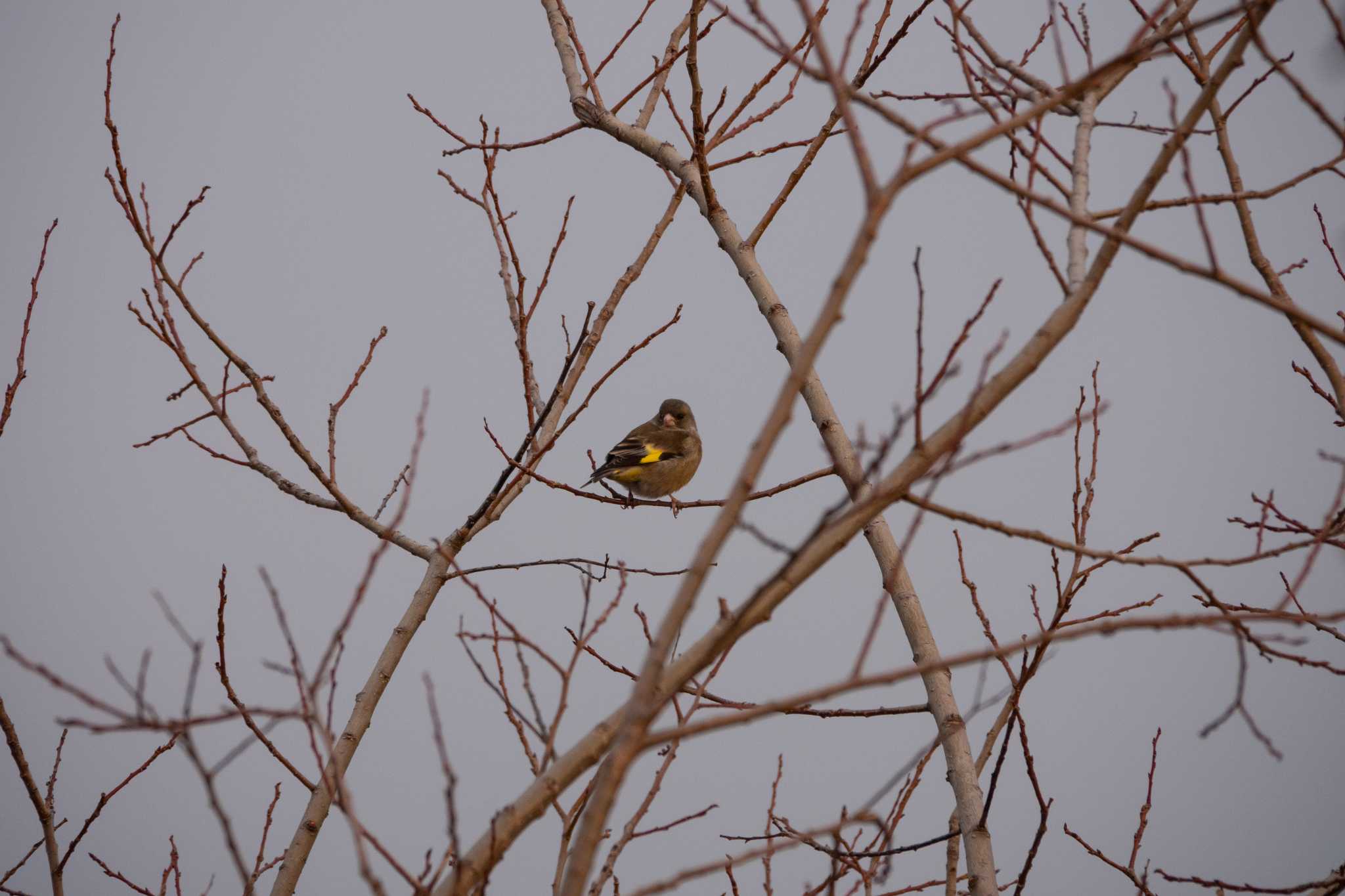 Photo of Grey-capped Greenfinch at Koyaike Park by レスター