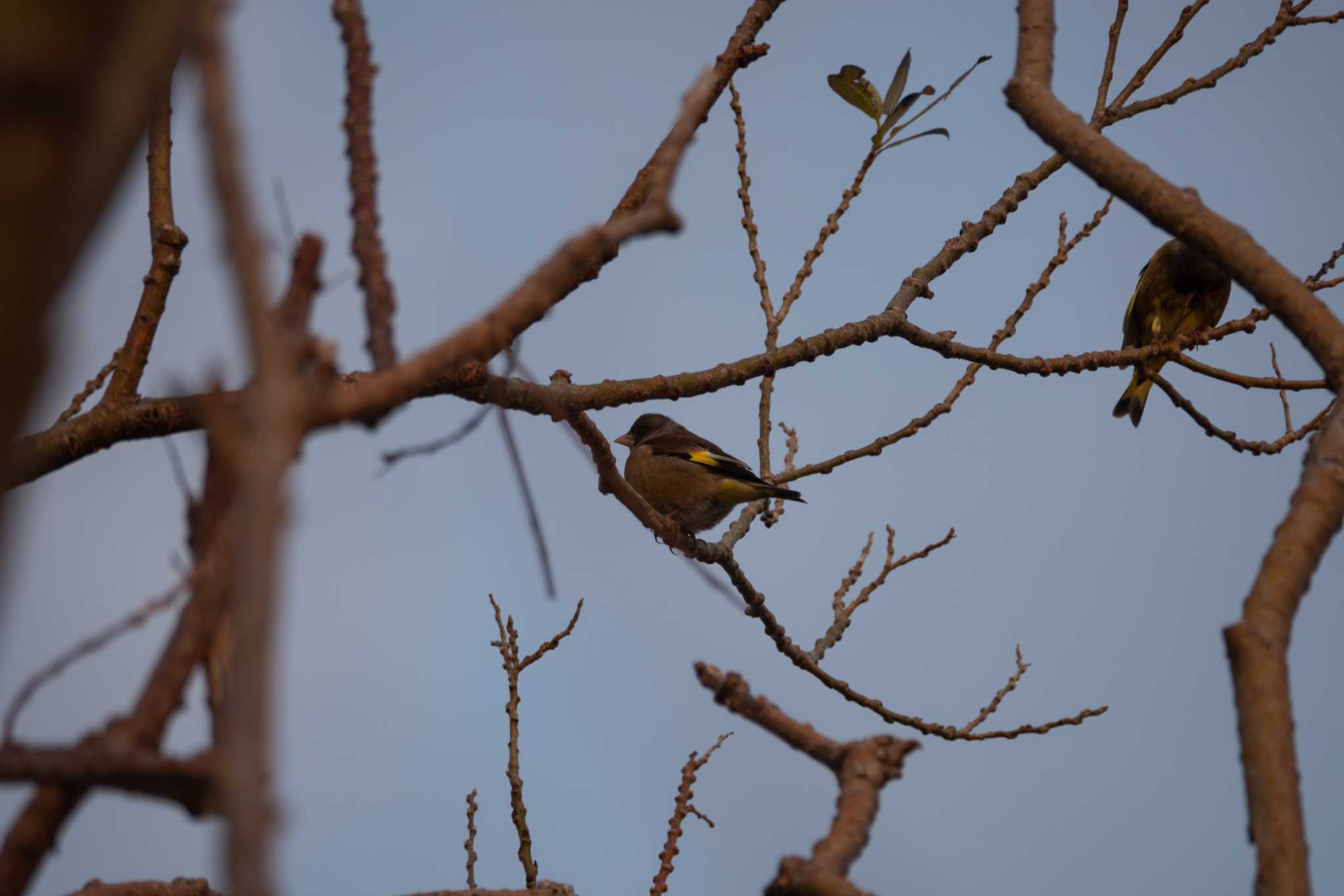 Photo of Grey-capped Greenfinch at Koyaike Park by レスター