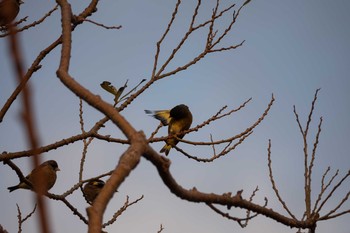 Grey-capped Greenfinch Koyaike Park Wed, 1/23/2019