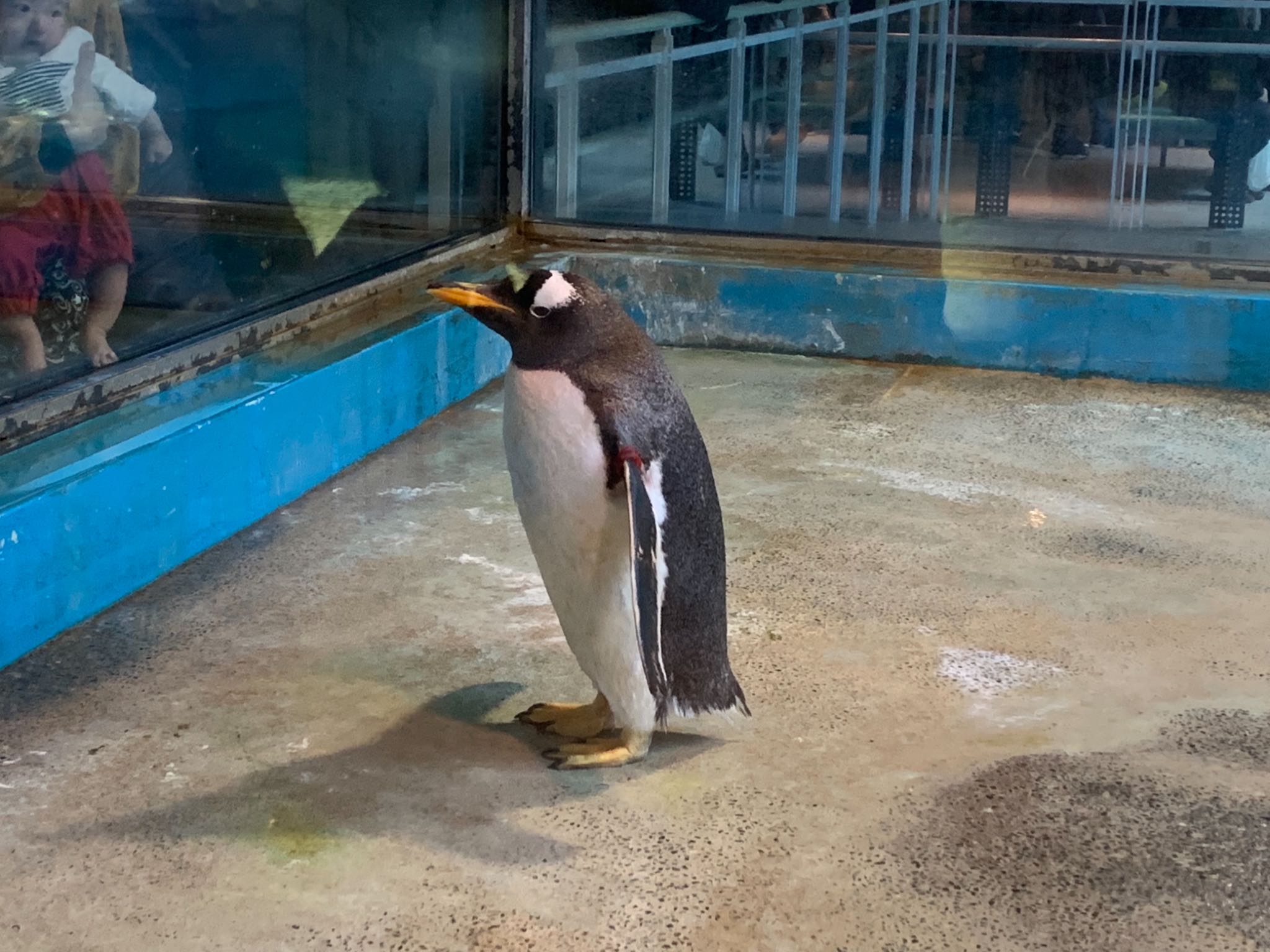 長崎ペンギン水族館 ジェンツーペンギンの写真 by 倶利伽羅