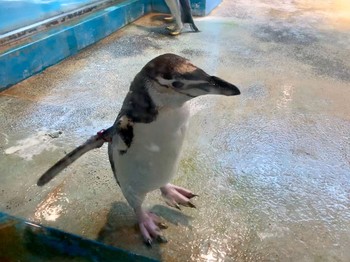 ヒゲペンギン 長崎ペンギン水族館 2019年1月3日(木)