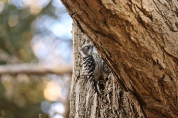 コゲラ 三ツ池公園(横浜市鶴見区) 2019年1月21日(月)