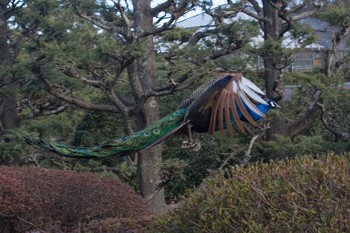 Indian Peafowl Unknown Spots Tue, 1/22/2019