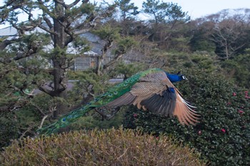 Indian Peafowl Unknown Spots Tue, 1/22/2019