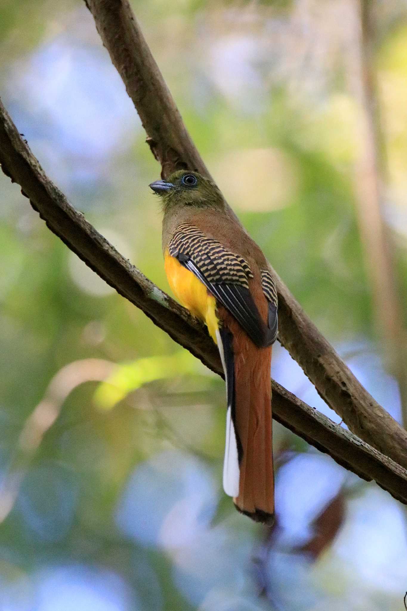 Photo of Orange-breasted Trogon at Cat Tien National Park by とみやん