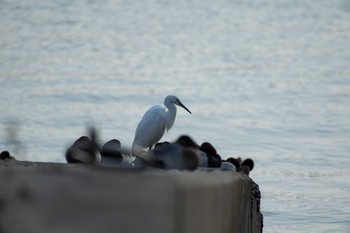 コサギ 三河湾東幡豆 2019年1月23日(水)