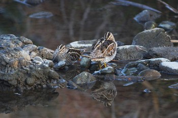 タシギ 野川 2019年1月15日(火)