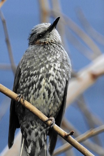 Brown-eared Bulbul 東京都品川区 Wed, 1/23/2019