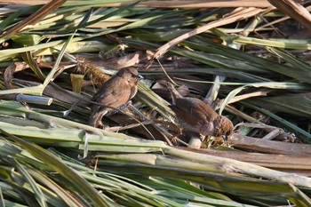 Scaly-breasted Munia 石岡(台湾) Thu, 1/17/2019