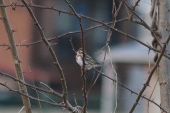 2019年1月23日(水) 羽村堰(上流)の野鳥観察記録