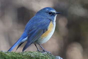 Red-flanked Bluetail 東京都多摩地域 Fri, 1/11/2019