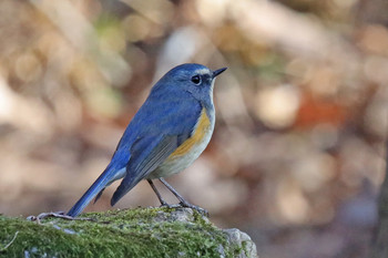 Red-flanked Bluetail 東京都多摩地域 Fri, 1/11/2019