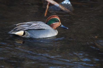 コガモ 野川 2019年1月15日(火)