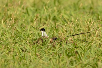 Fork-tailed Flycatcher