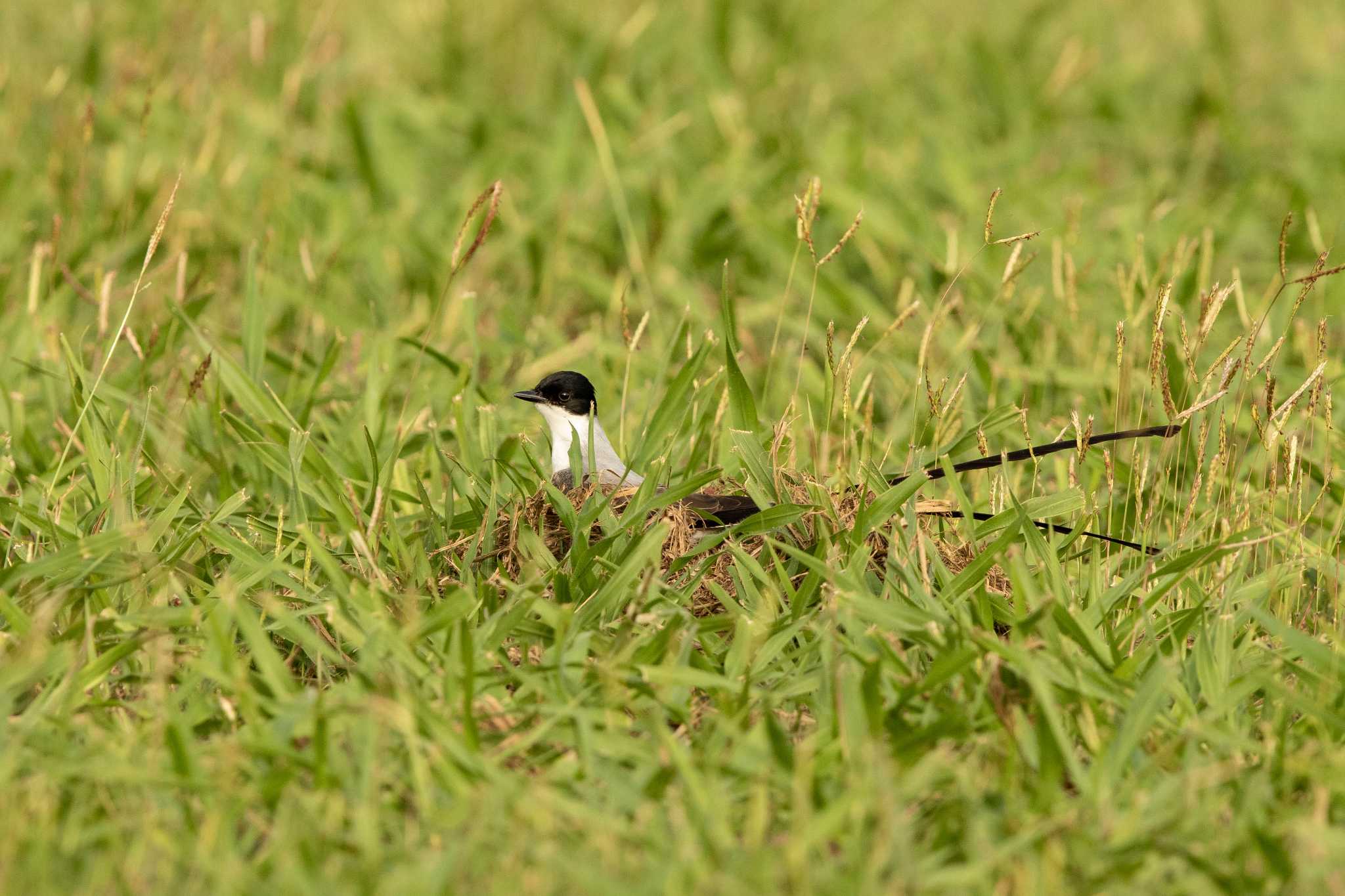 Photo of Fork-tailed Flycatcher at Gamboa by Trio