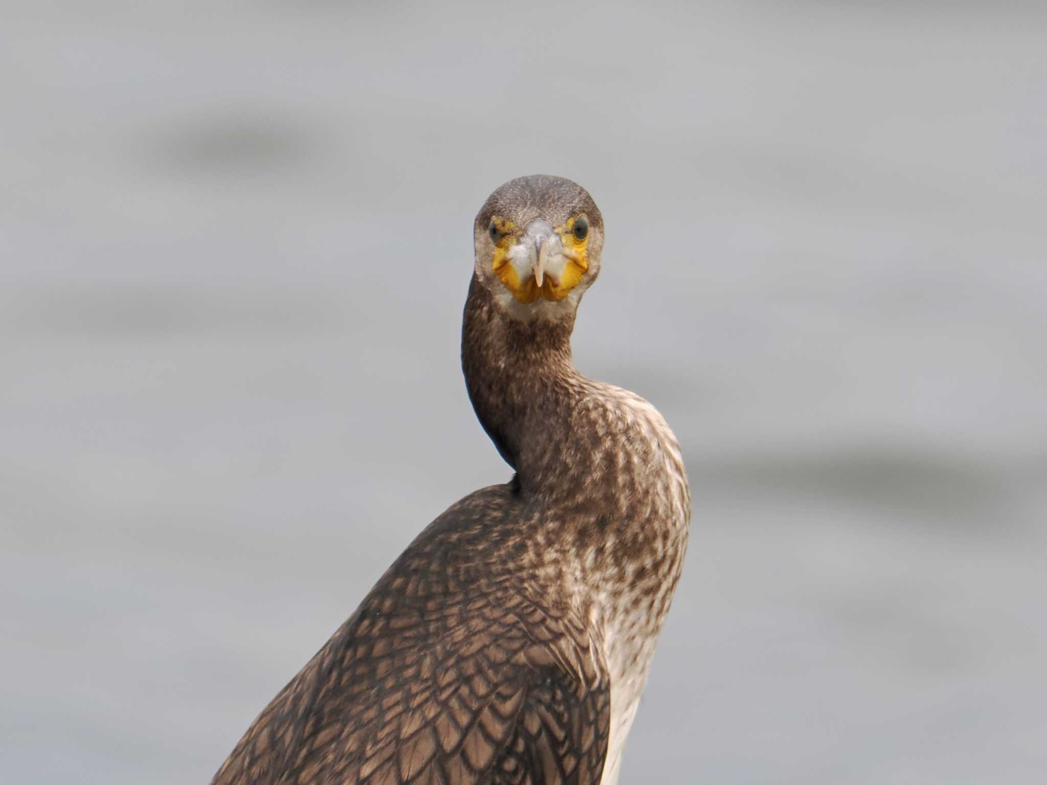 2024年7月13日(土) 谷津干潟の野鳥観察記録 by ごろぞー | ZooPicker