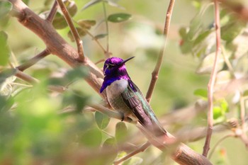 Costa's Hummingbird Pedregal Park(Mexico) Tue, 12/25/2018