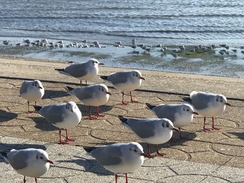 ユリカモメ 愛知県蒲郡市 竹島園地 2019年1月24日(木)