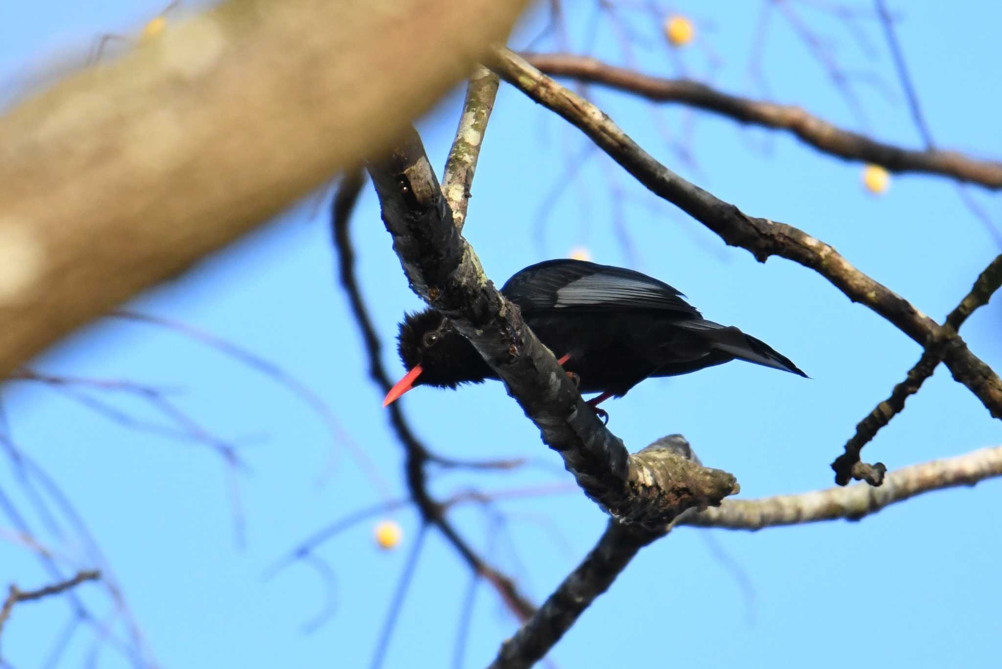 Photo of Black Bulbul at 石岡(台湾) by あひる