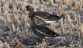 Greater White-fronted Goose Kabukuri Pond Sun, 1/13/2019