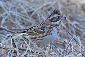 Rustic Bunting 東京都多摩地域 Thu, 1/24/2019