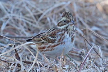 Rustic Bunting 東京都多摩地域 Thu, 1/24/2019