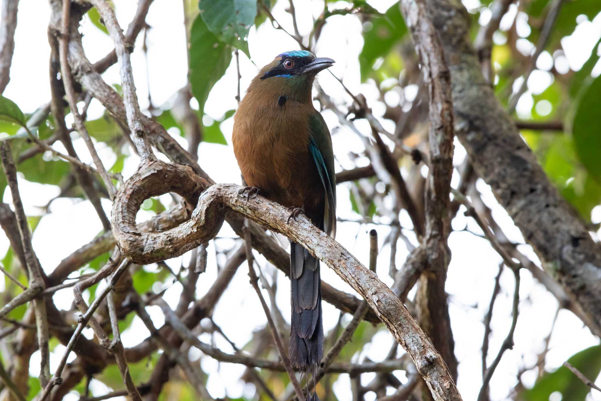 Photo of Whooping Motmot at Pipeline Road(Gamboa) by Trio