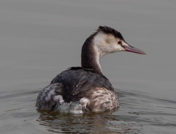 Great Crested Grebe 奈良市水上池 Unknown Date