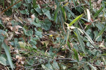 カワラヒワ 三ツ池公園(横浜市鶴見区) 2019年1月21日(月)