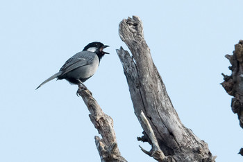 Japanese Tit(nigriloris)