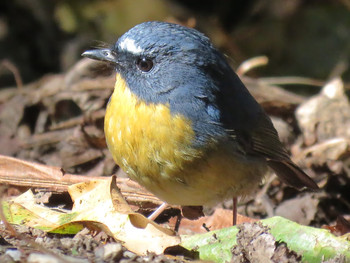 Snowy-browed Flycatcher Doi Angkhang View Point Unknown Date