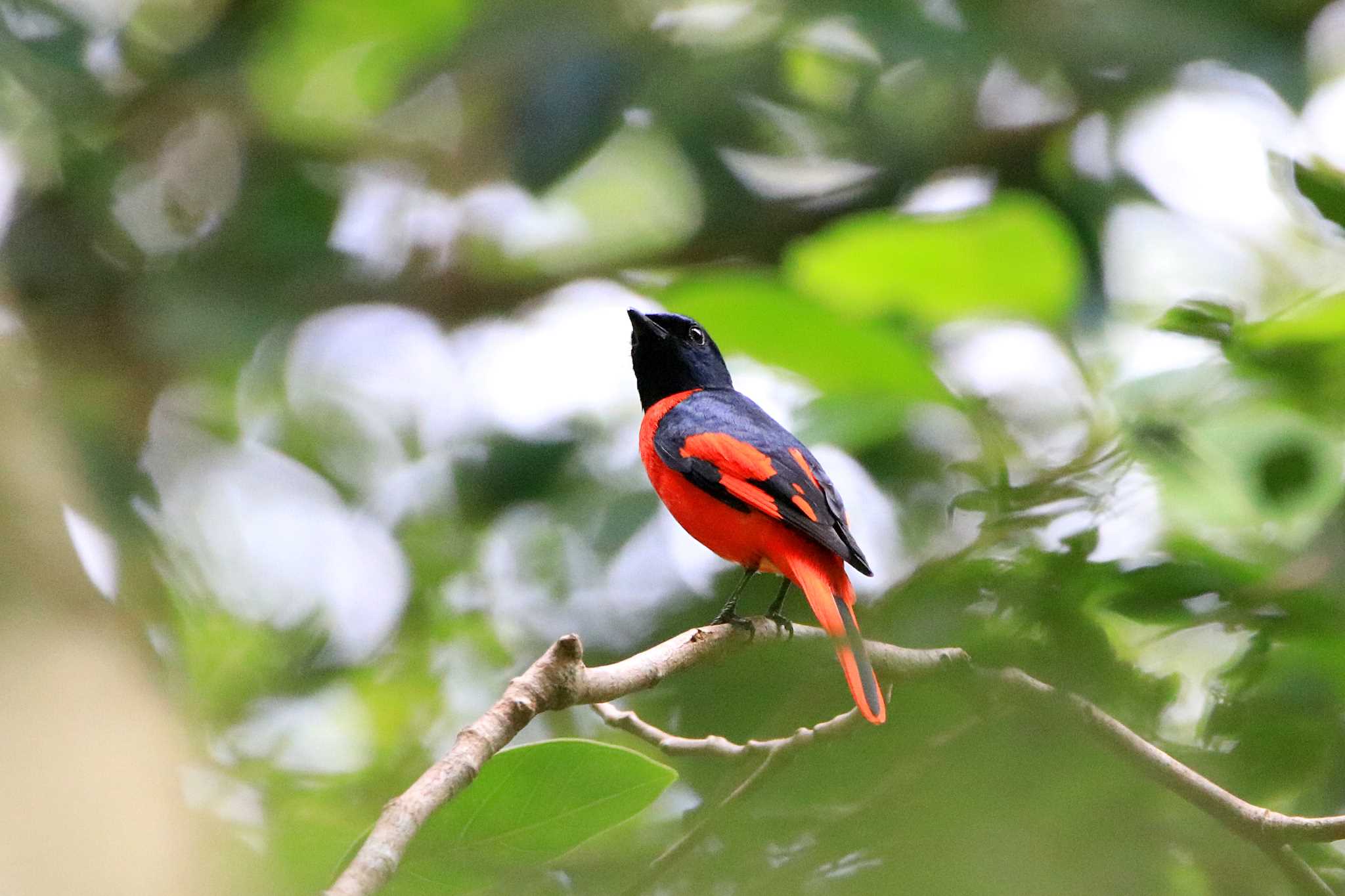 Photo of Scarlet Minivet at Cat Tien National Park by とみやん