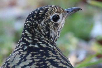 White's Thrush 東京都多摩地域 Thu, 1/24/2019