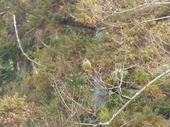 Grey-capped Greenfinch Nara Park Fri, 1/25/2019