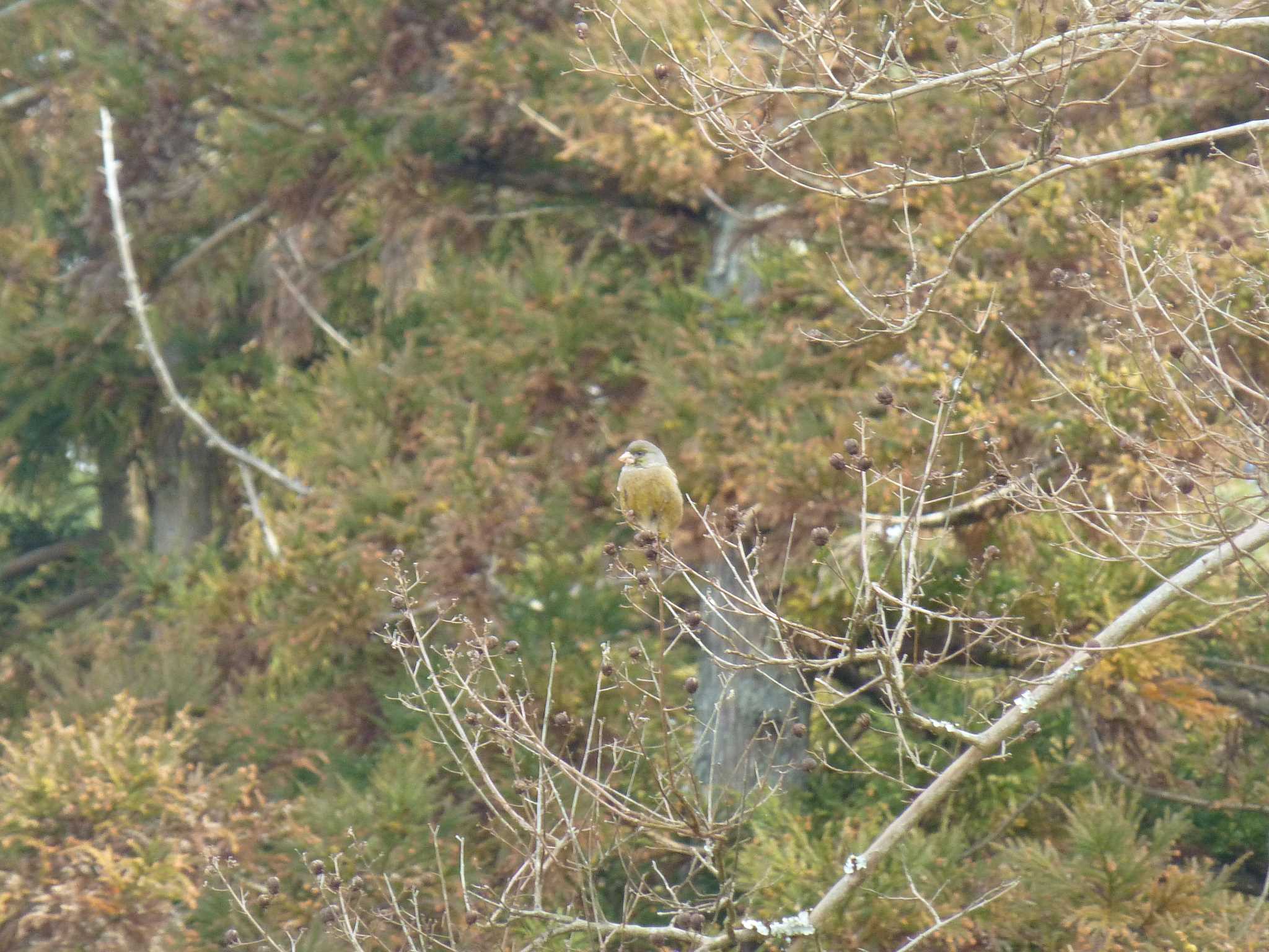 Photo of Grey-capped Greenfinch at Nara Park by マル