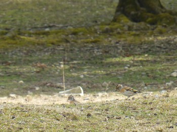 Brambling Nara Park Fri, 1/25/2019