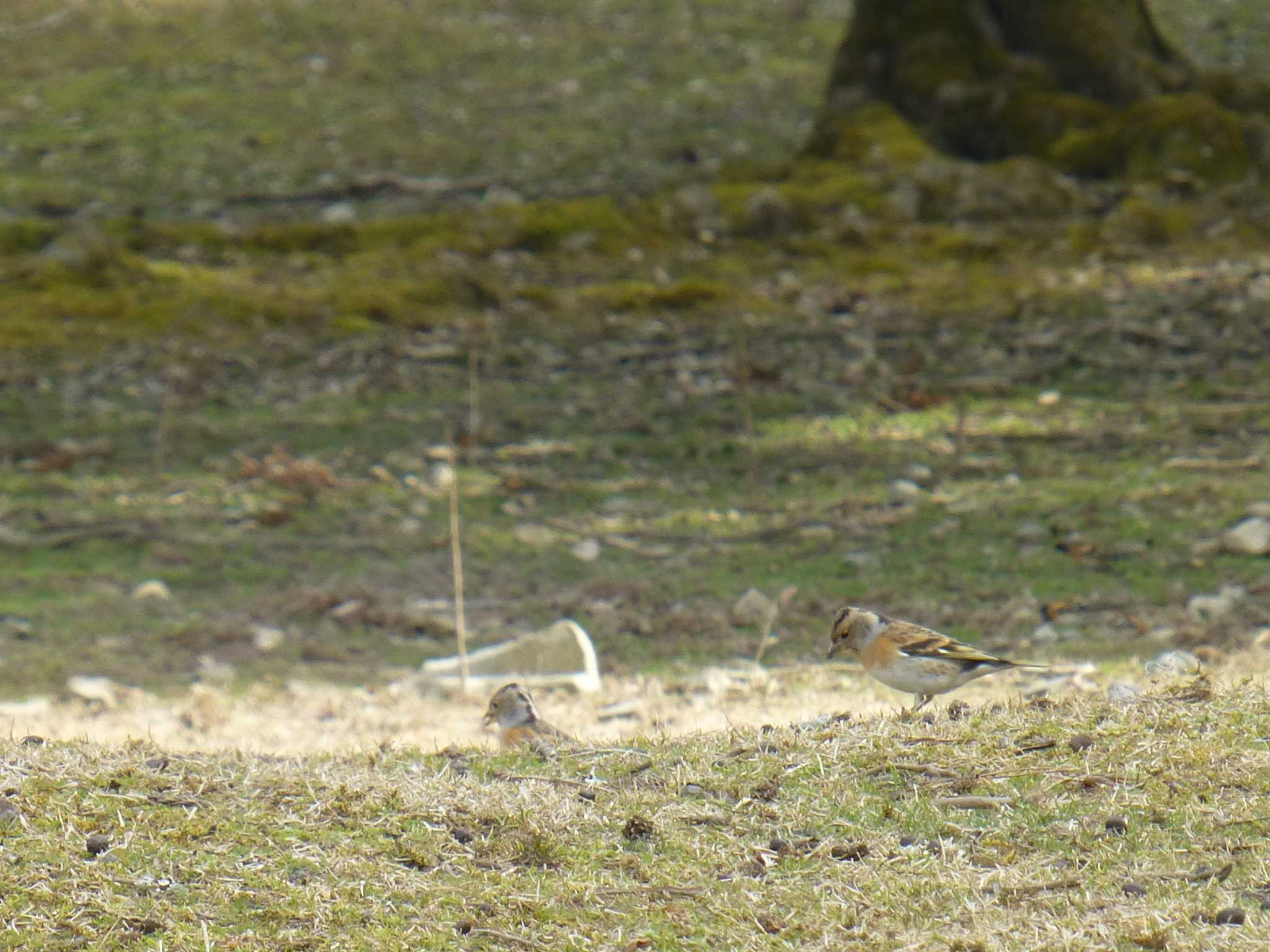 Photo of Brambling at Nara Park by マル