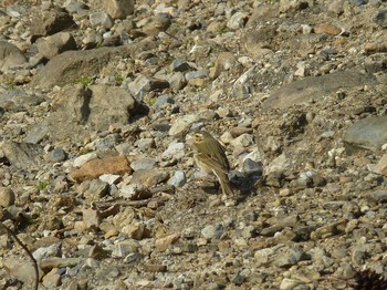 Olive-backed Pipit Nara Park Fri, 1/25/2019