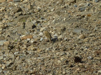 Olive-backed Pipit Nara Park Fri, 1/25/2019