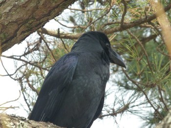 ハシブトガラス 奈良公園 2019年1月25日(金)