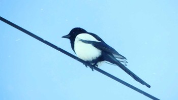 Eurasian Magpie 勇払原野 Fri, 1/25/2019