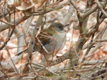 2019年1月25日(金) 東京都町田市の野鳥観察記録