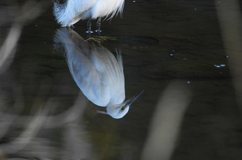 コサギ 野川 2019年1月20日(日)