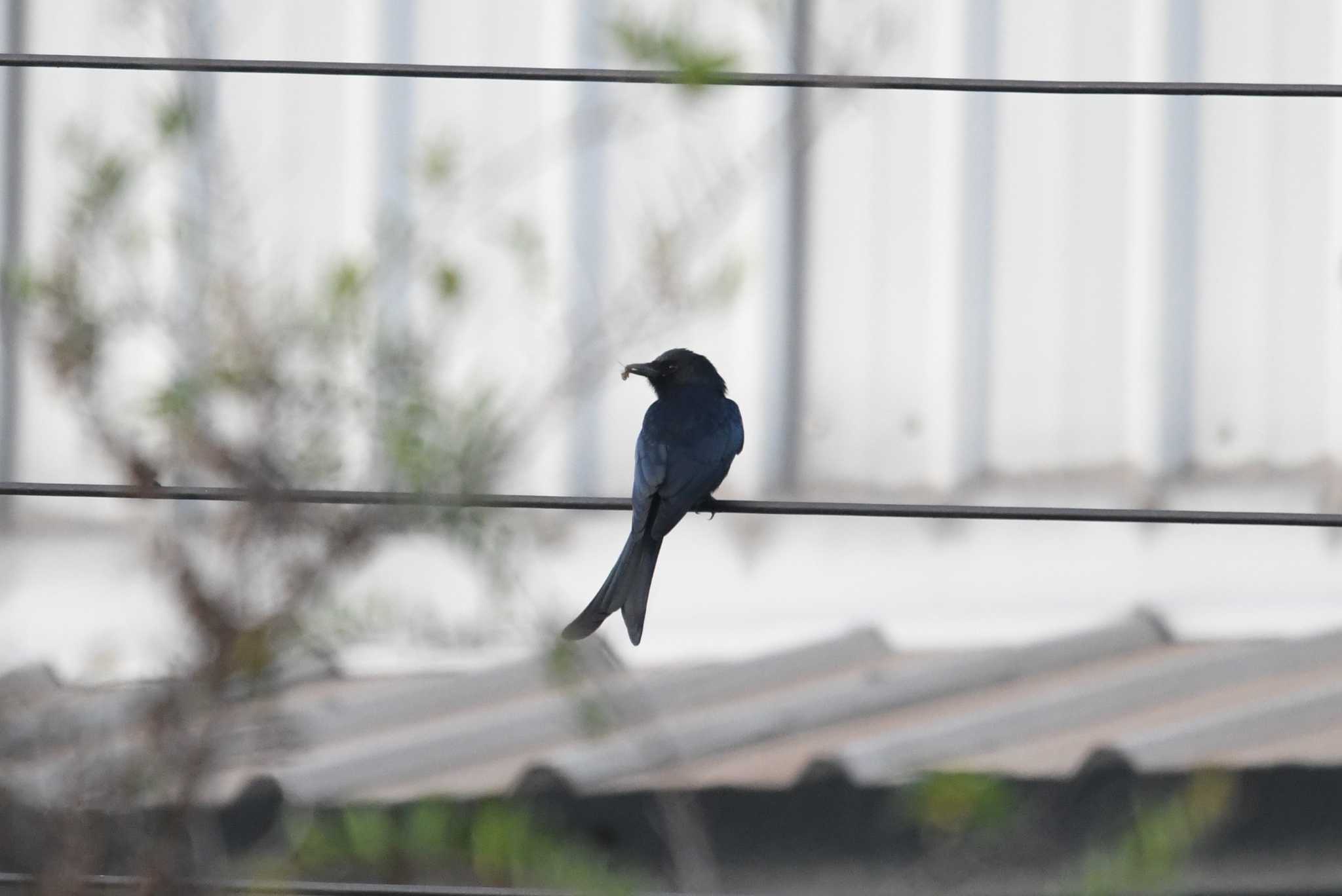 Photo of Black Drongo at 石岡(台湾) by あひる