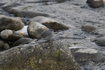 Plumbeous Water Redstart 石岡(台湾) Thu, 1/17/2019