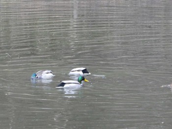 2019年1月25日(金) 明治神宮北池の野鳥観察記録