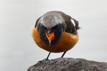 Daurian Redstart 東京都多摩地域 Fri, 1/25/2019